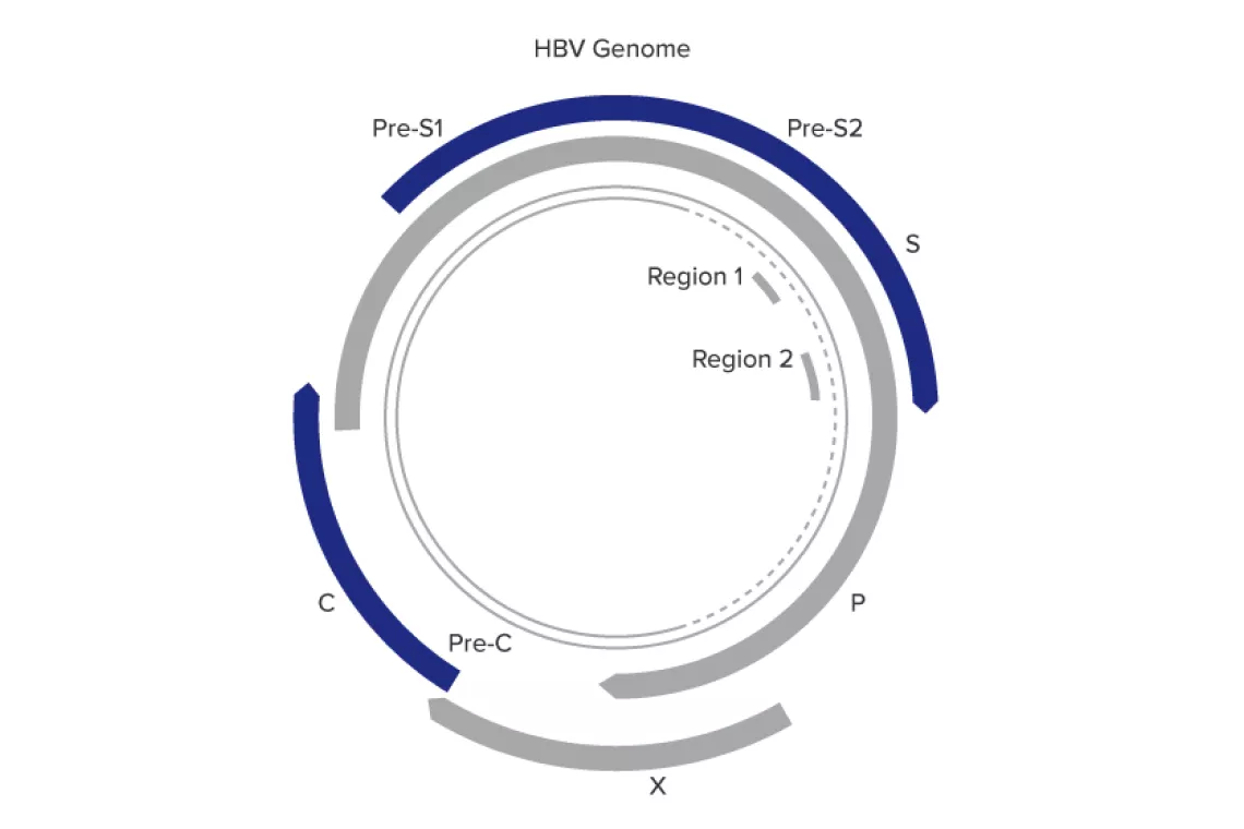 Illustration of Aptima® HBV Quant Assay Designed for Confidence Across a Wide Dynamic Range